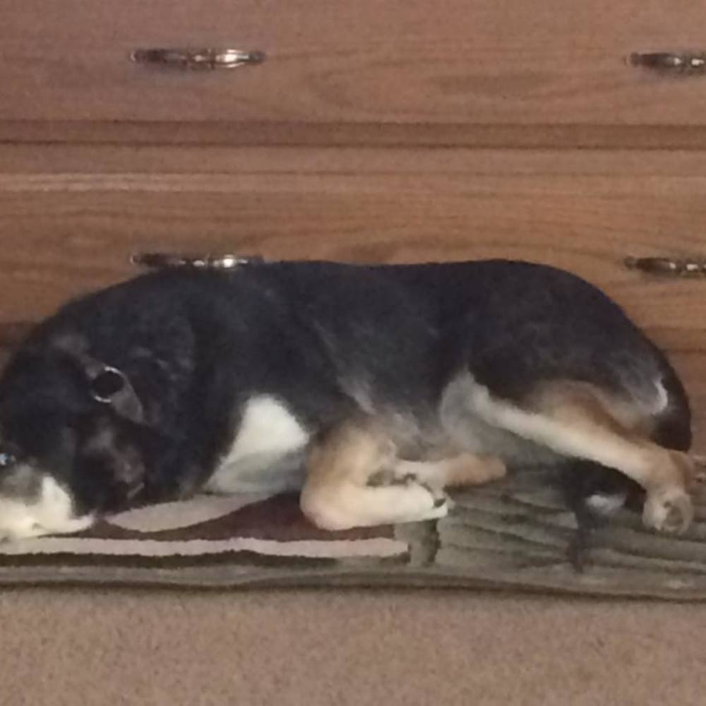 Meet your Posher, Patty